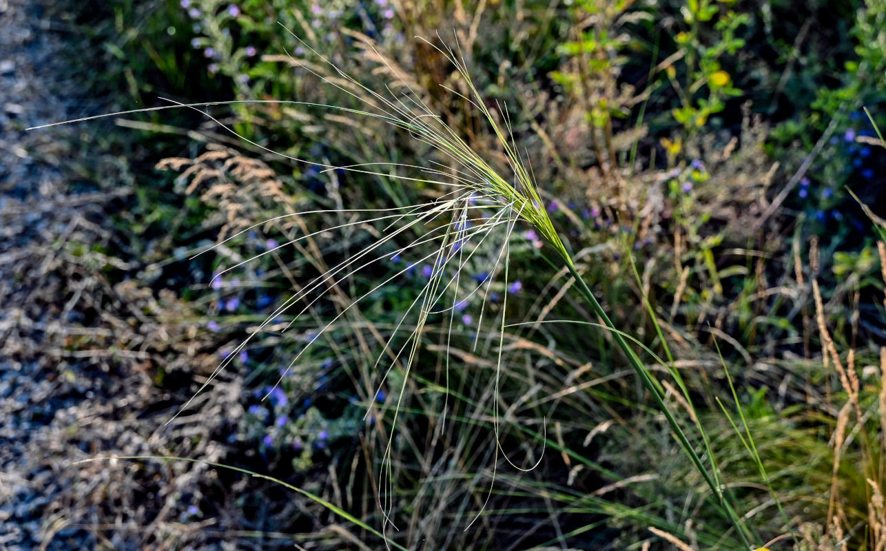 Изображение особи Stipa capillata.