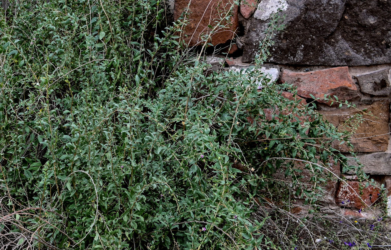 Image of Lycium barbarum specimen.