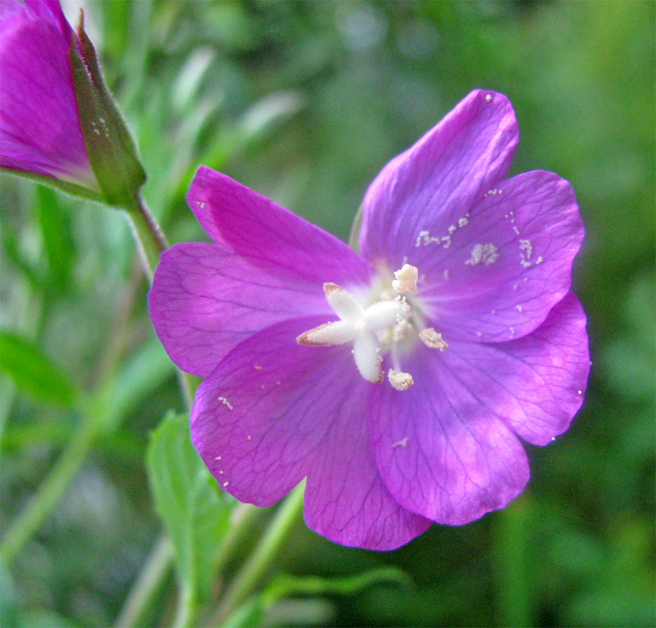 Изображение особи Epilobium hirsutum.