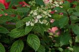 Hydrangea paniculata. Верхушка ветви с распускающимся соцветием. Вологодская обл., г. Вологда, в культуре. 13.07.2024.