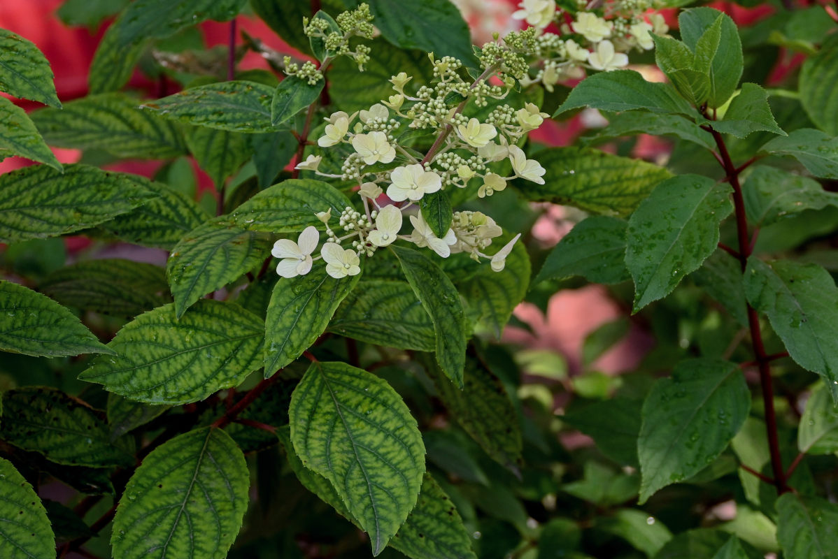 Image of Hydrangea paniculata specimen.