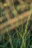 Molinia caerulea. Соцветия. Воронежская обл., Воронежский заповедник, смешанный лес. 11.07.2024.