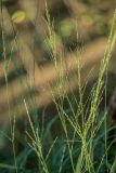 Смотреть изображение Molinia caerulea