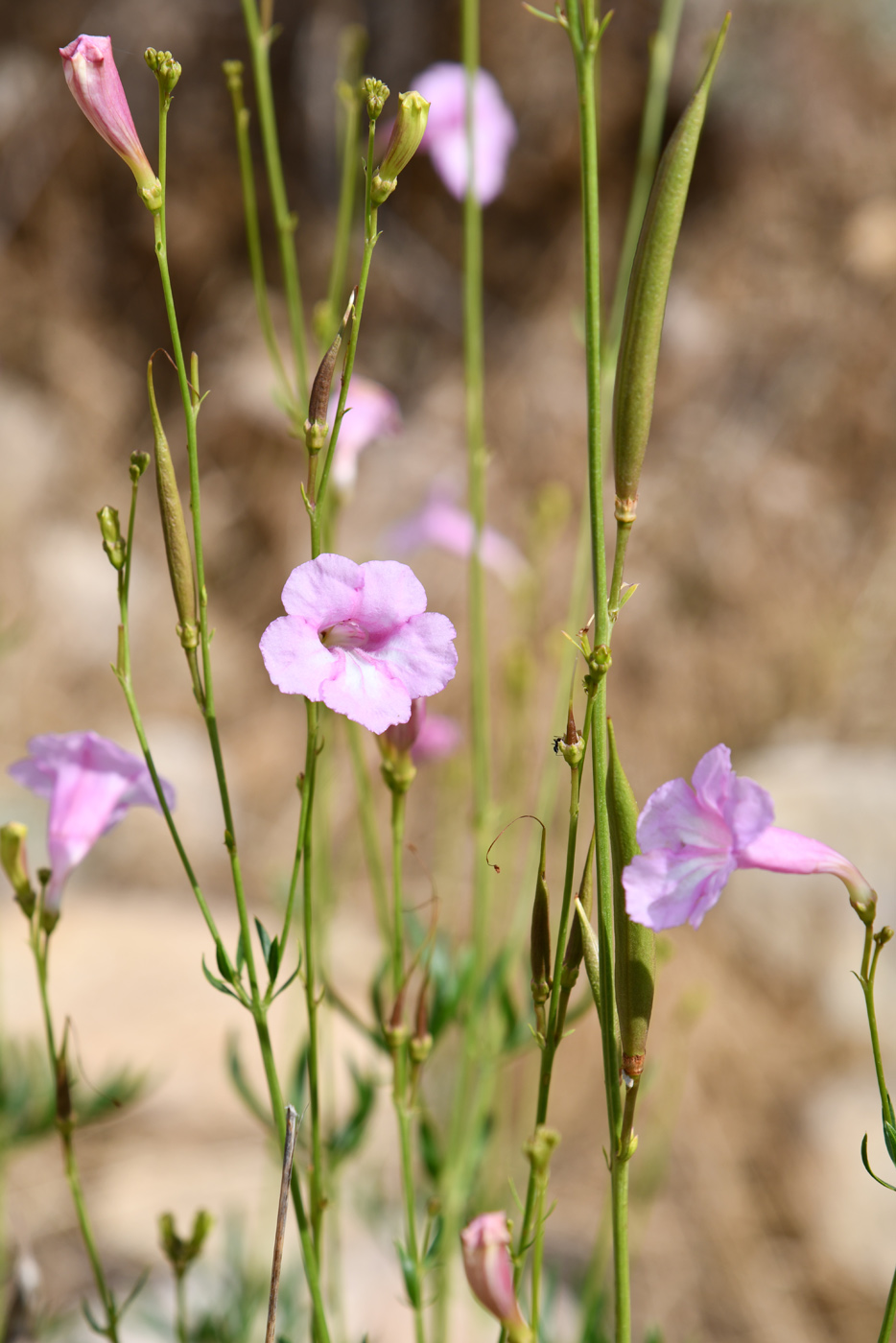 Изображение особи Incarvillea olgae.