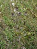 Cirsium polonicum