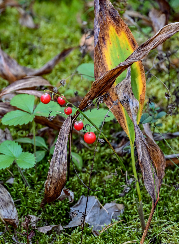 Image of Convallaria majalis specimen.