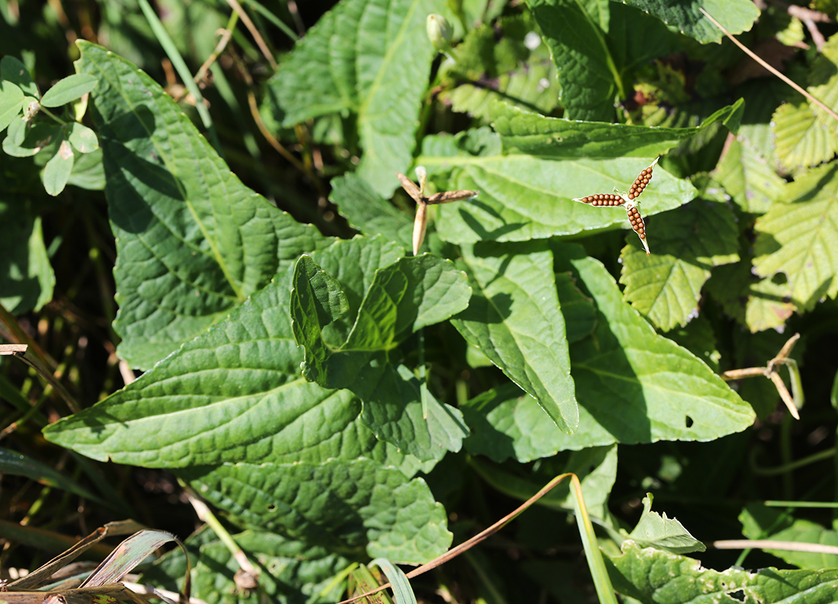 Image of Viola mandshurica specimen.