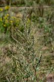 Artemisia vulgaris. Верхушка цветущего растения. Московская обл., окр. г. Железнодорожный, долина р. Чёрная, залежь. 26.08.2024.