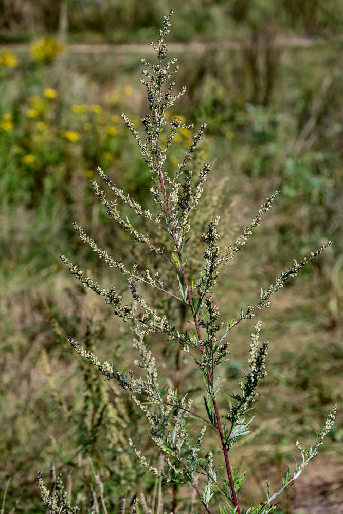 Image of Artemisia vulgaris specimen.