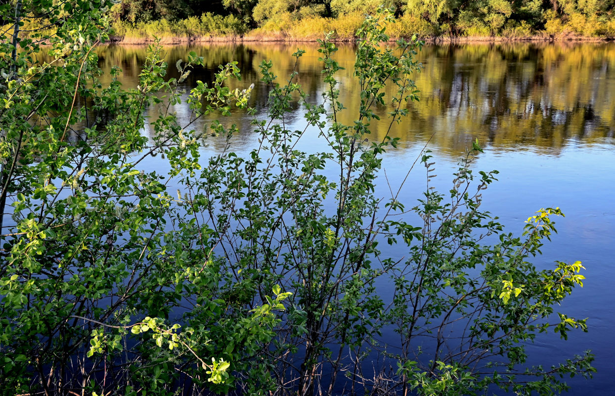 Изображение особи Salix caprea.