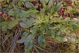 Oenothera rubricaulis