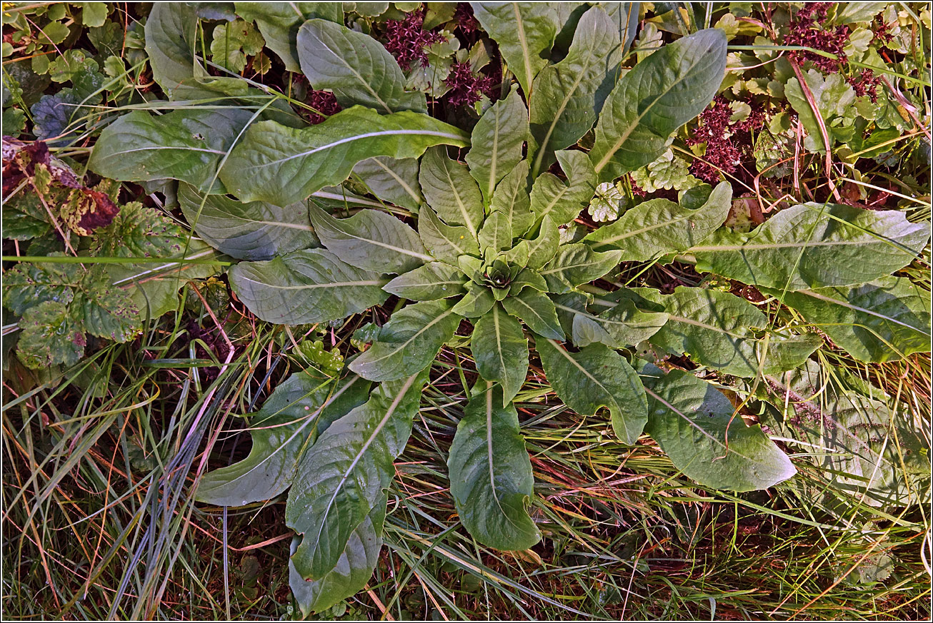 Изображение особи Oenothera rubricaulis.