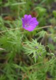 Geranium sanguineum. Цветок. Чечня, Шаройский р-н, долина р. Цесиахк в 1,1 км выше водопада Цеси, луг. 27 июня 2024 г.