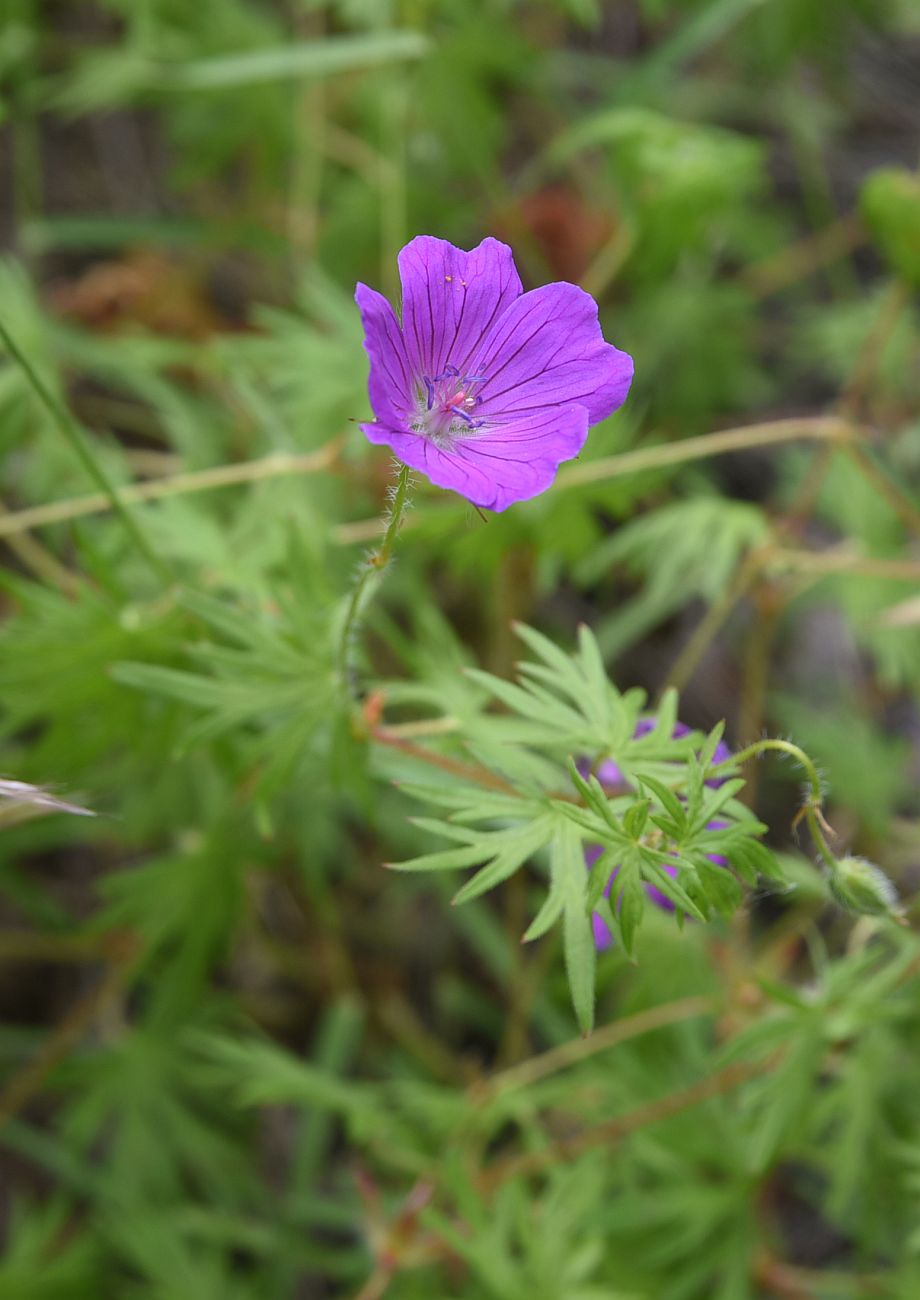 Изображение особи Geranium sanguineum.