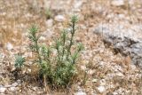 Eryngium bourgatii subspecies heldreichii. Вегетирующее растение. Турция, пров. Анталья, окр. с. Ариф, развалины древнего г. Ариканда, среди россыпи камней. 03.06.2024.