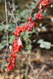 Berberis iliensis