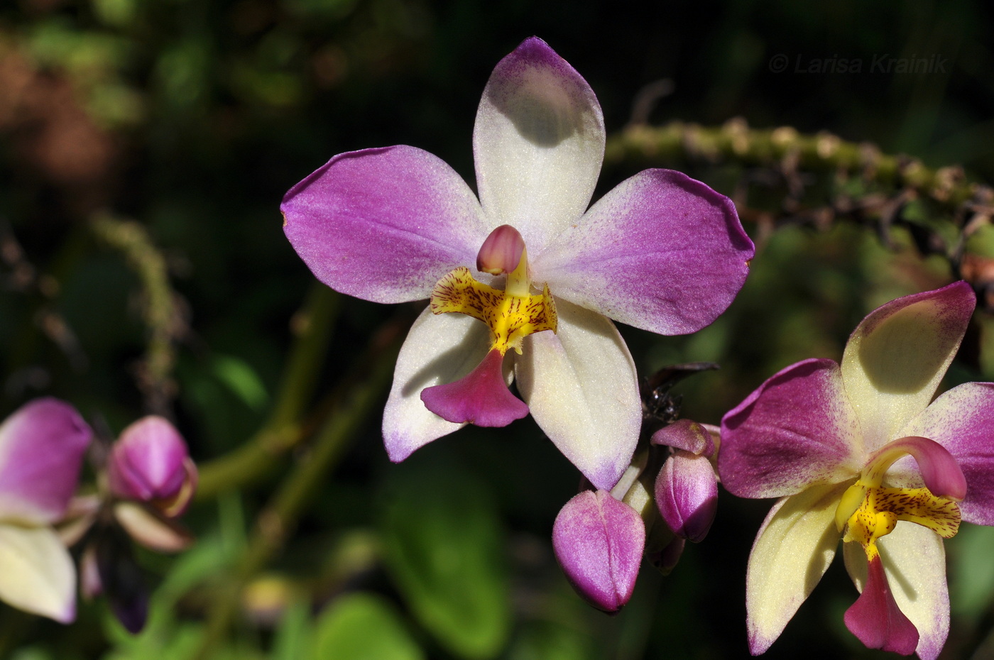 Image of genus Spathoglottis specimen.