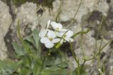 Arabis caucasica. Соцветия с цветками и плодами. Крым, Бахчисарайский р-н, окр. с. Соколиное, берег р. Коккозка. 04.04.2024.