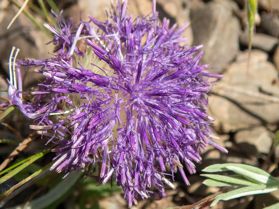 Image of Jurinea roegneri specimen.