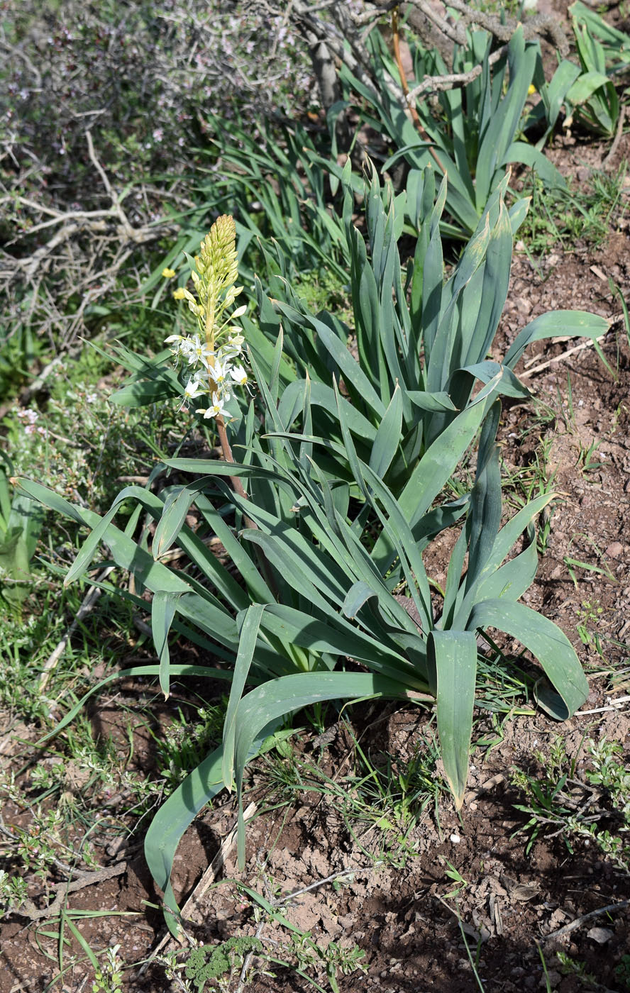 Image of Eremurus lactiflorus specimen.