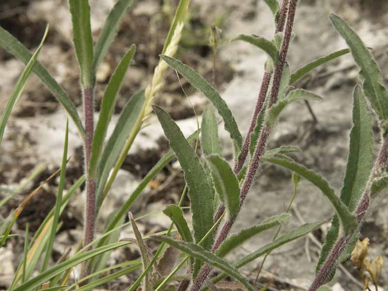 Image of Campanula sibirica specimen.