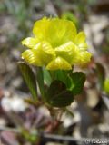 Trifolium campestre