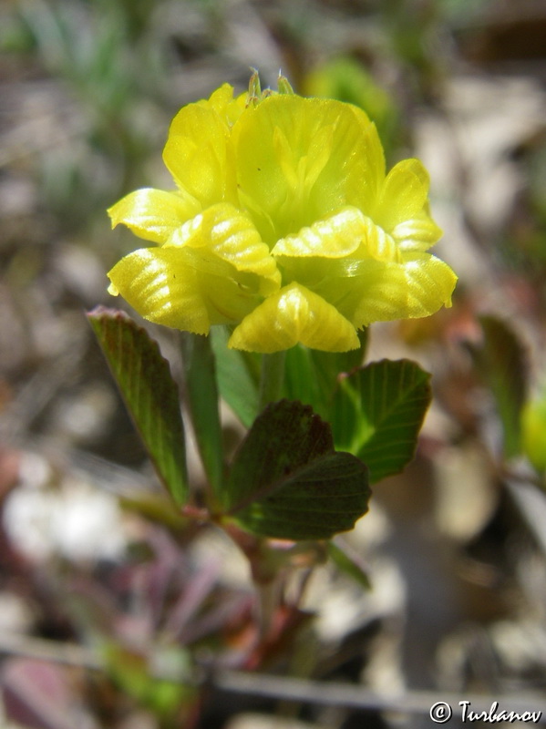 Image of Trifolium campestre specimen.