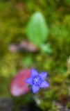 Gentiana jamesii