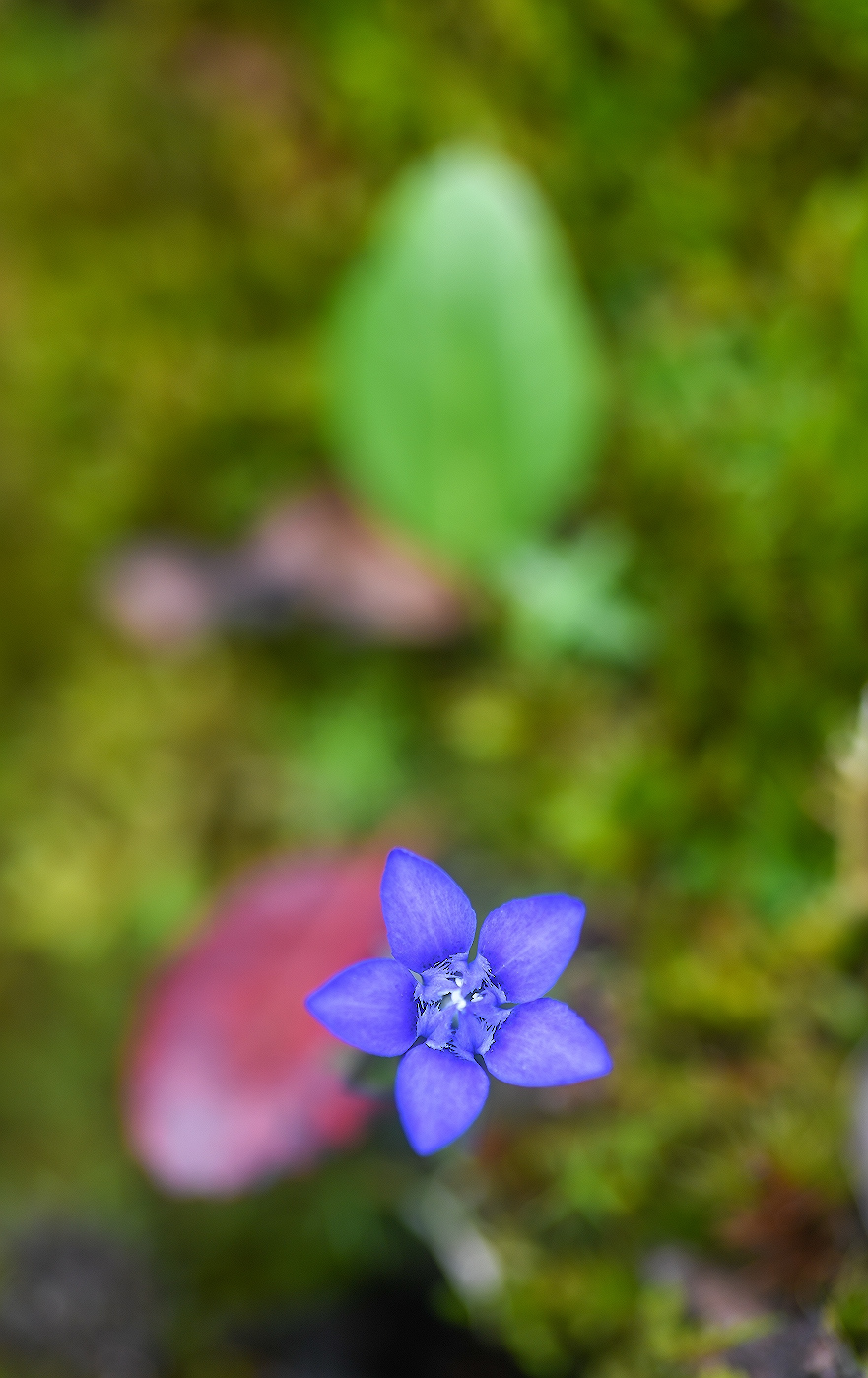 Image of Gentiana jamesii specimen.