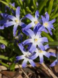 View full-size image Chionodoxa luciliae