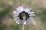 Bellis perennis