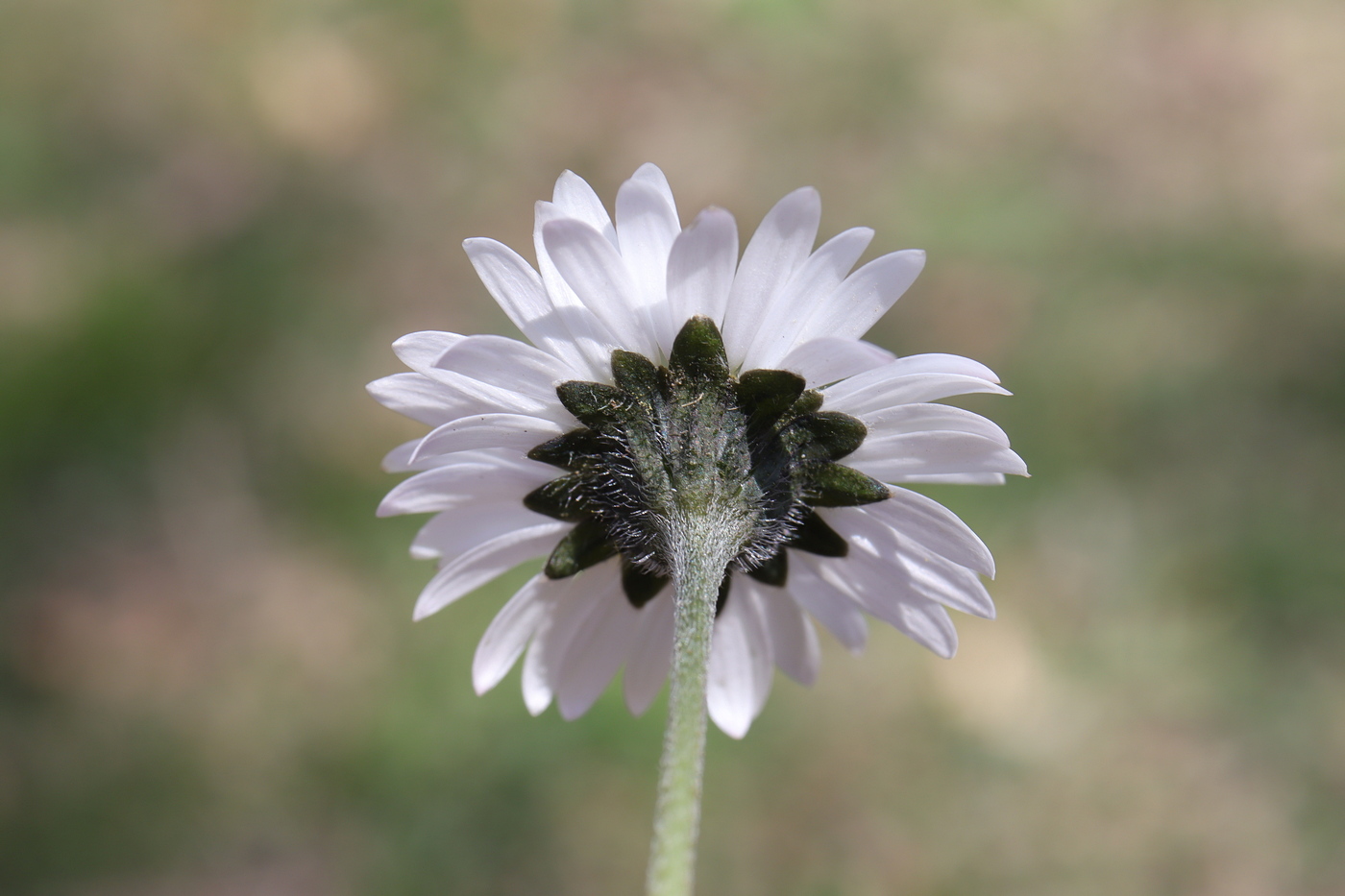 Image of Bellis perennis specimen.