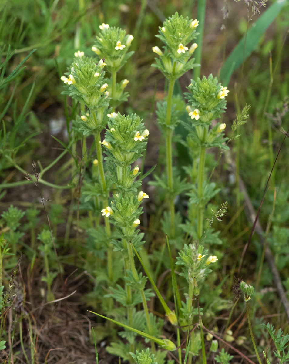 Image of Parentucellia flaviflora specimen.