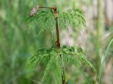 View full-size image Equisetum sylvaticum