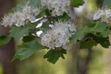 View full-size image Crataegus submollis