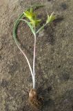 Gagea artemczukii. Выкопанное цветущее растение. ЮВ Крым, мыс Меганом. 4 апреля 2011 г.