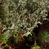 Смотреть изображение Cladonia furcata