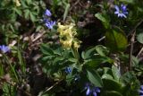 View full-size image Corydalis marschalliana