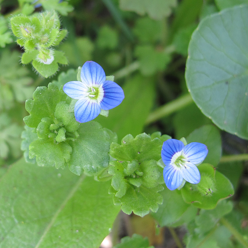 Image of Veronica persica specimen.