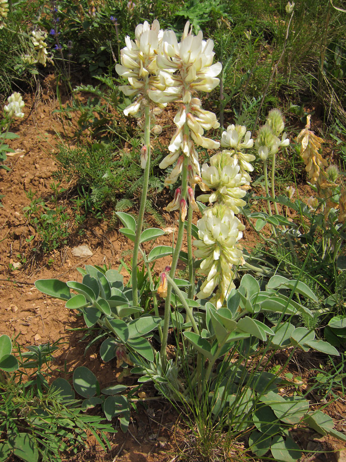 Image of Hedysarum grandiflorum specimen.