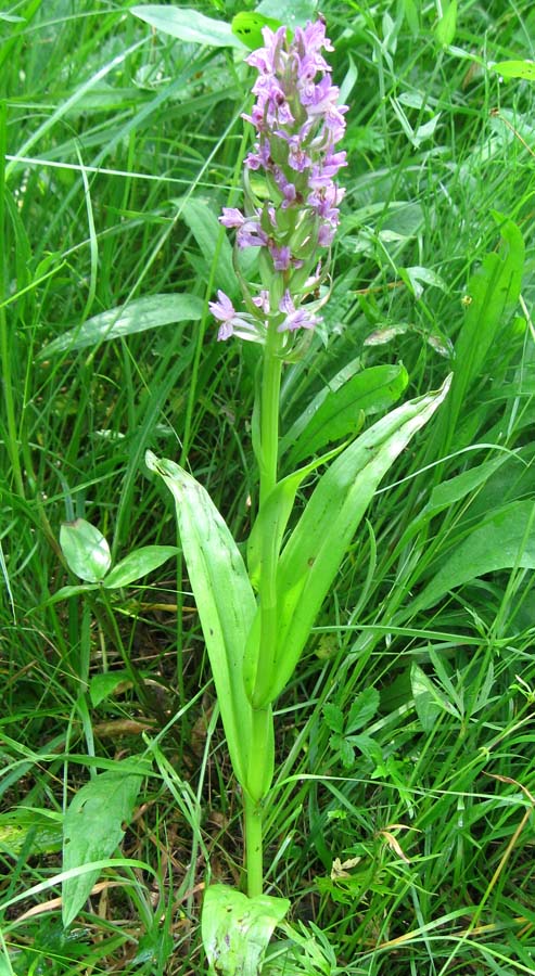 Image of Dactylorhiza incarnata specimen.