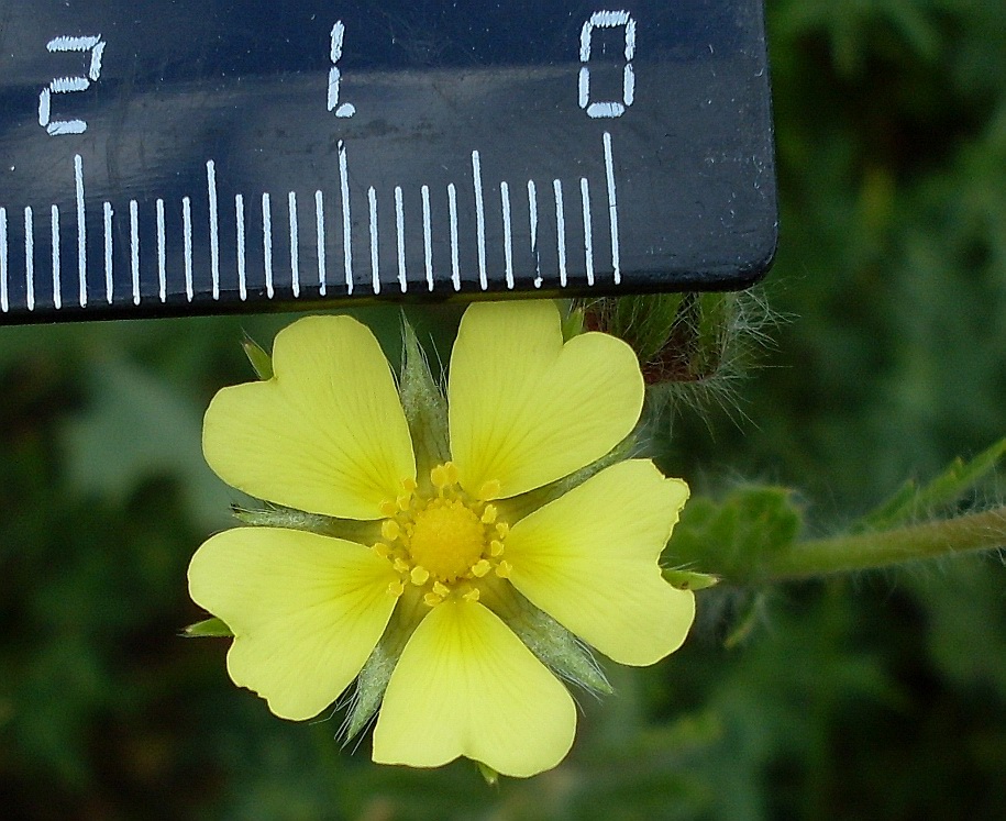 Изображение особи Potentilla obscura.