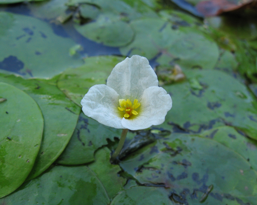 Изображение особи Hydrocharis morsus-ranae.