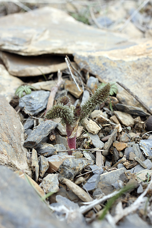 Image of Biebersteinia multifida specimen.