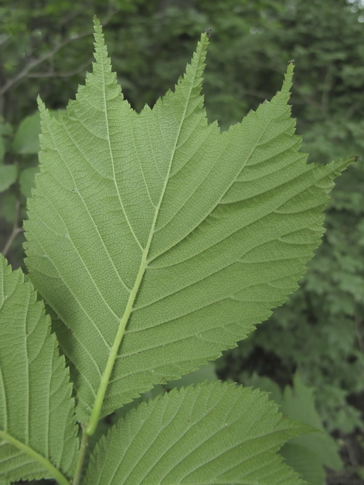 Image of Ulmus laciniata specimen.