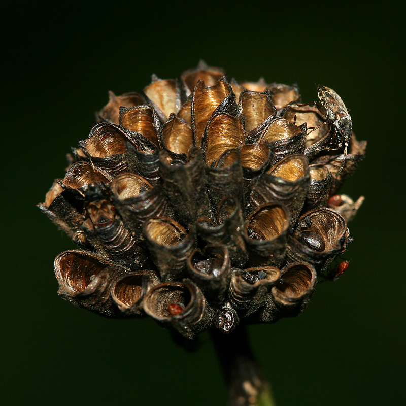 Image of Trollius europaeus specimen.