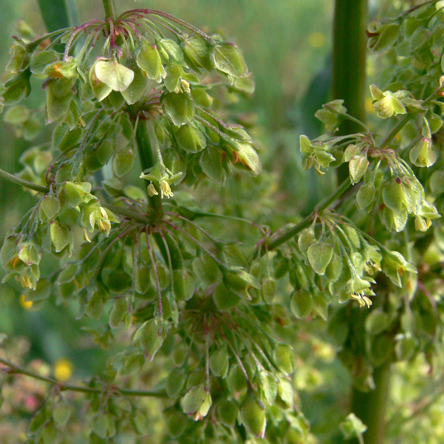 Изображение особи Rumex pseudonatronatus.