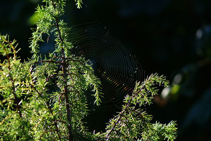 Image of Juniperus communis specimen.