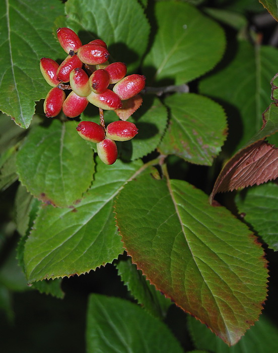 Image of Viburnum burejaeticum specimen.