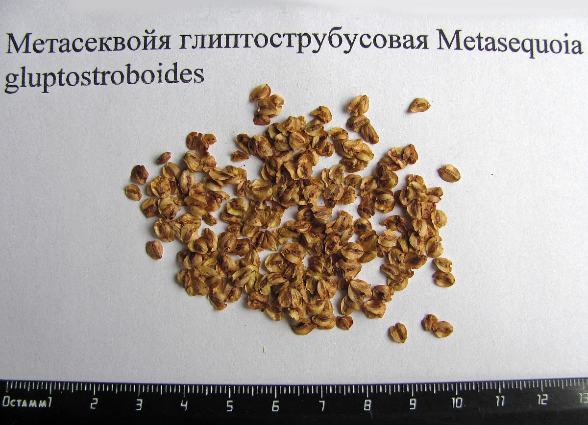 Image of Metasequoia glyptostroboides specimen.